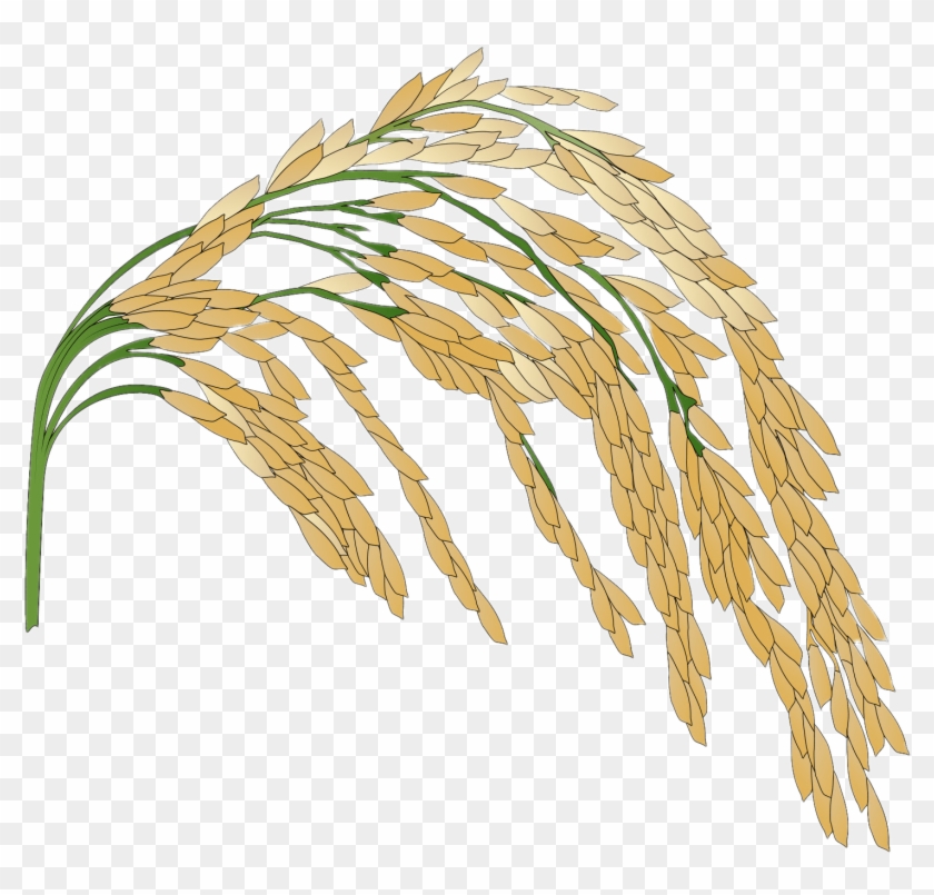 Organic Rice White Transparent, Organic Rice Logo, Rice, Rice Bran,  Foodstuff PNG Image For Free Download | Organic rice, Rice, Rice packaging