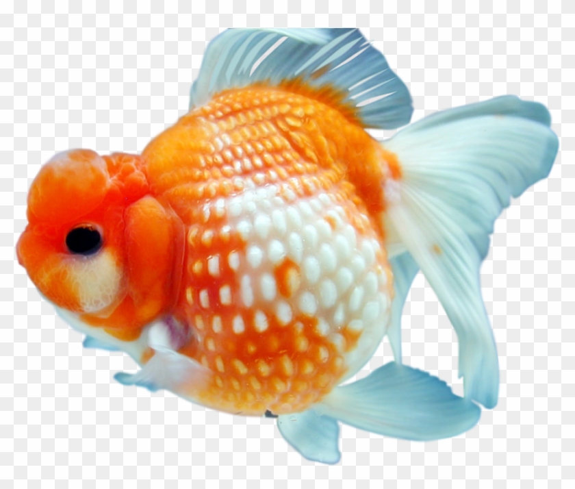 Goldfish Png Free Download Transparent Background Goldfish Png Png Download 1054x758 Pngfind Goldfish Png Free Download Transparent Background Goldfish Png Png Download 1054x758 Pngfind