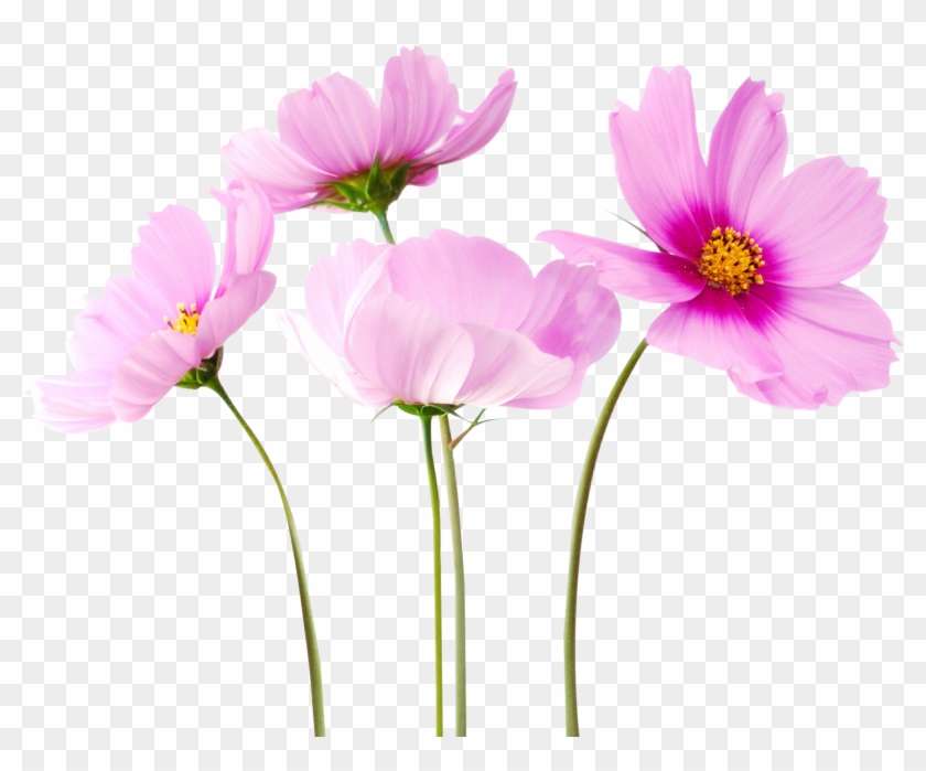 Flowers Png Free Download - Real Flowers Transparent Background, Png  Download - 1800x1384(#296950) - PngFind