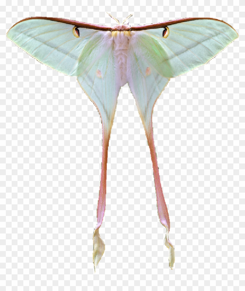 Www Pngfind Com Pngs M 292 Moon Moths L Www Pngfind Com Pngs M 292 Moon Moths L