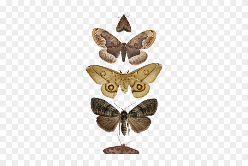 Moth Clipart Tumblr Transparent Moth Hd Png Download 640x480 2929515 Pngfind