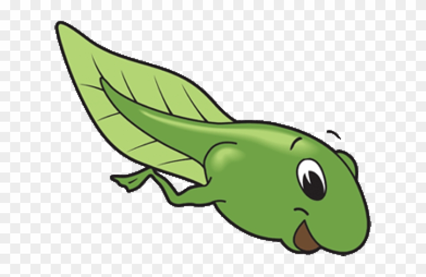 Tadpole Clipart Back Leg - Tadpole With Legs Cartoon, HD Png Download -  640x480(#2937122) - PngFind