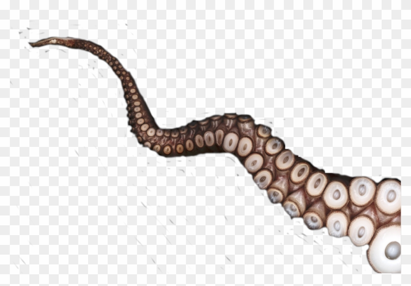 Tentacle Octopus Freetoedit Tentacles Definition Hd Png Download 1024x672 2950583 Pngfind