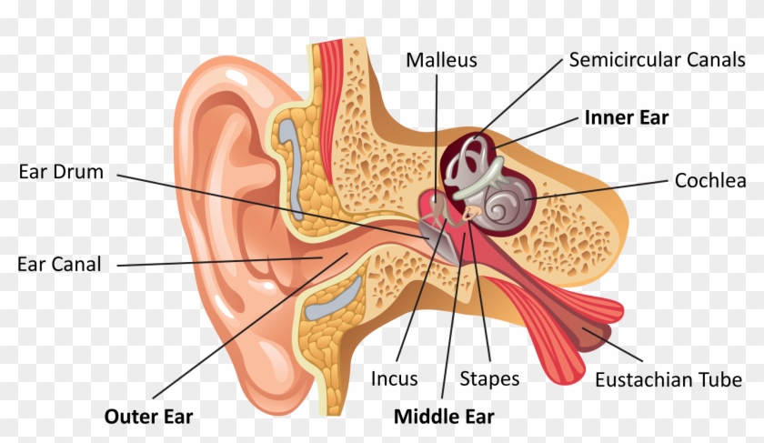 Cat Ear Anatomy Diagram