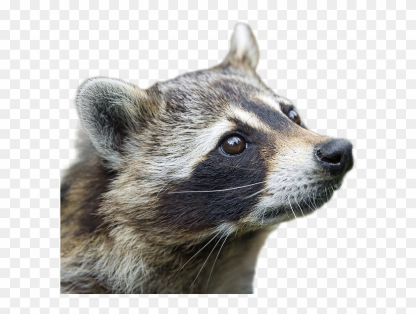 Raccoon Png Image - Raccoon Side Profile, Transparent Png - 800x571