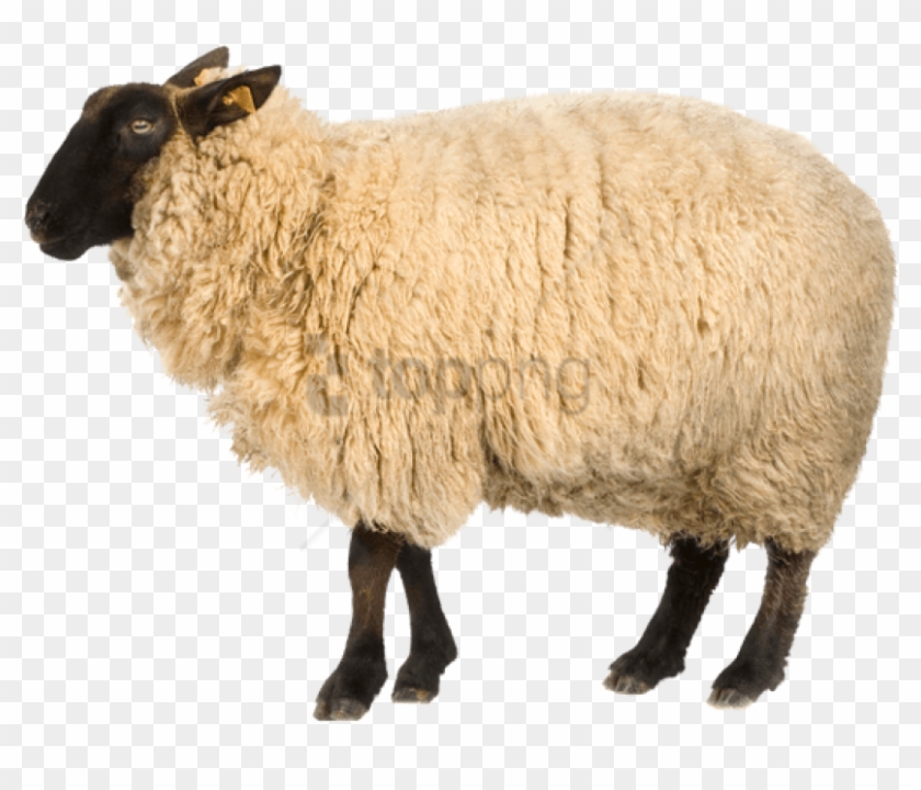 Free Png Real Sheep Png Png Image With Transparent Transparent Background Sheep Png Png Download 850x646 2982141 Pngfind