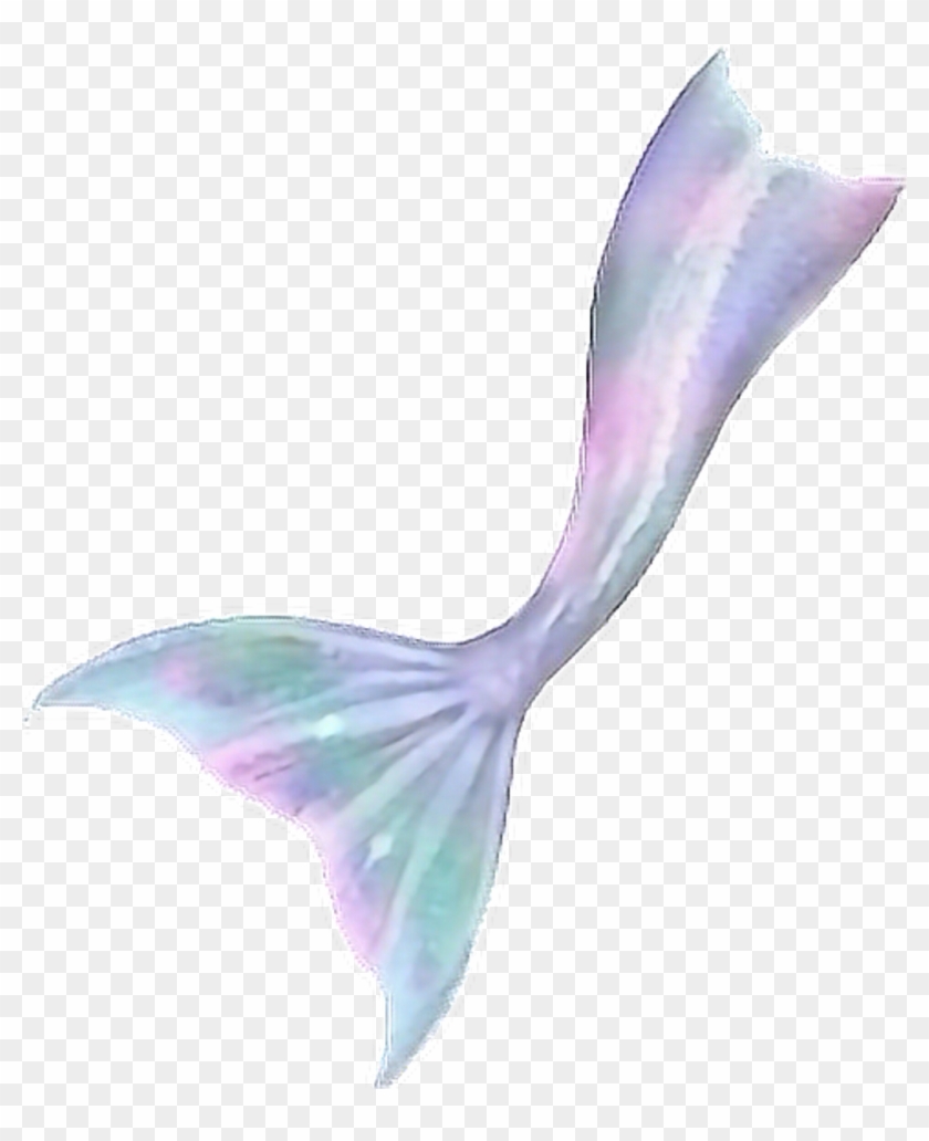 Free Free Silhouette Mermaid Fin Svg SVG PNG EPS DXF File