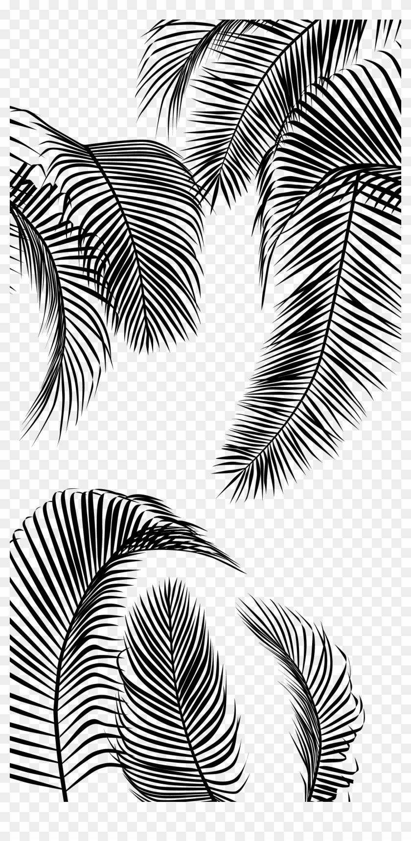 Palm Tree Leaves Palm Trees Hd Png Download 1772x3543 30317