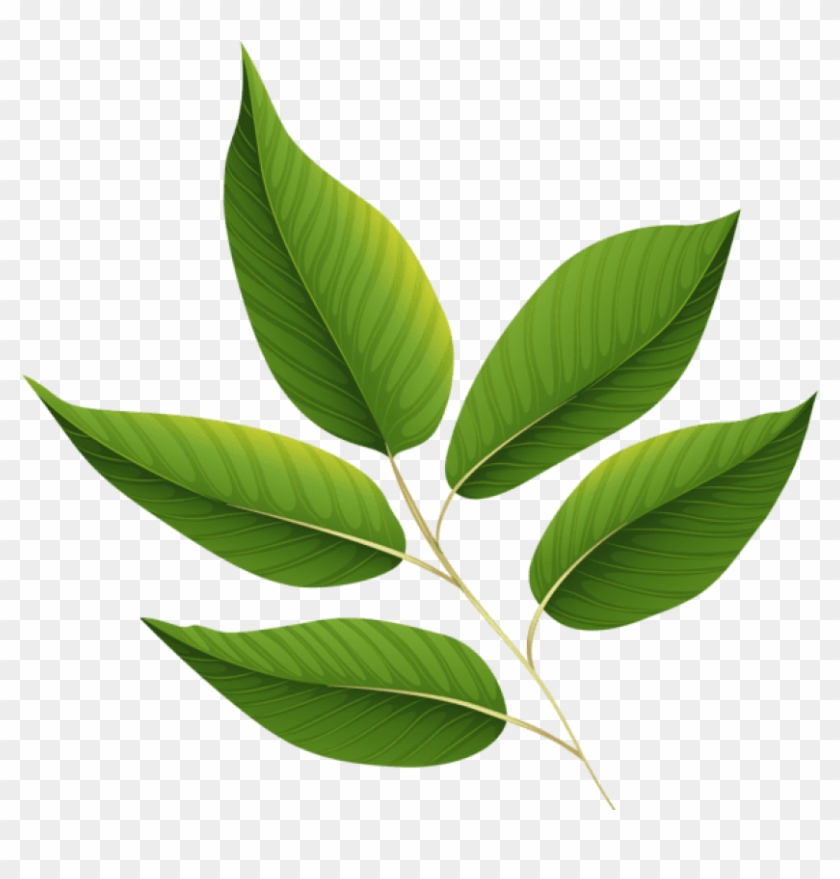 Svg Freeuse Download Green Leaves Image Card Graphics - Green Leaf Clip Art  Png, Transparent Png - 600x568(#30341) - PngFind