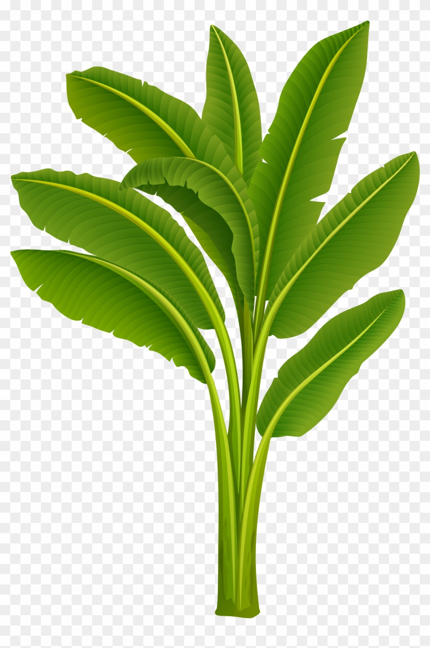 Banana Leaf Png Transparent Png 3668x5163 Pngfind