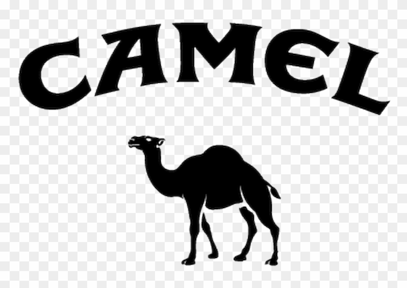 Camel Logo Decal Camel Cigarettes Logo 2018 Hd Png Download 800x800 34356 Pngfind