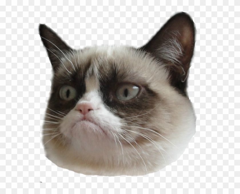 Angry Cat PNG Transparent Images Free Download, Vector Files