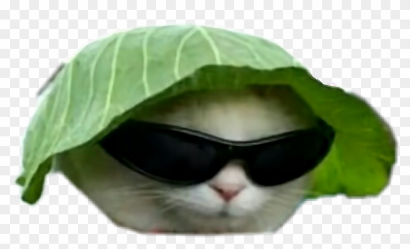 Big Gay Memes Dankmemes Dankmeme Idubbbz Fuckyou Chat Drole Lunette Hd Png Download 1024x1024 Pngfind