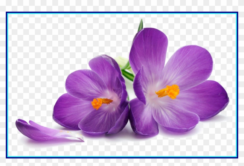 Purple Flowers Free Png Image African Violet Violet Flower Drawing Transparent Png 1305x5 3071 Pngfind