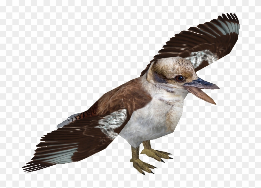 Kookaburra Png , Png Download - Seabird, Transparent Png