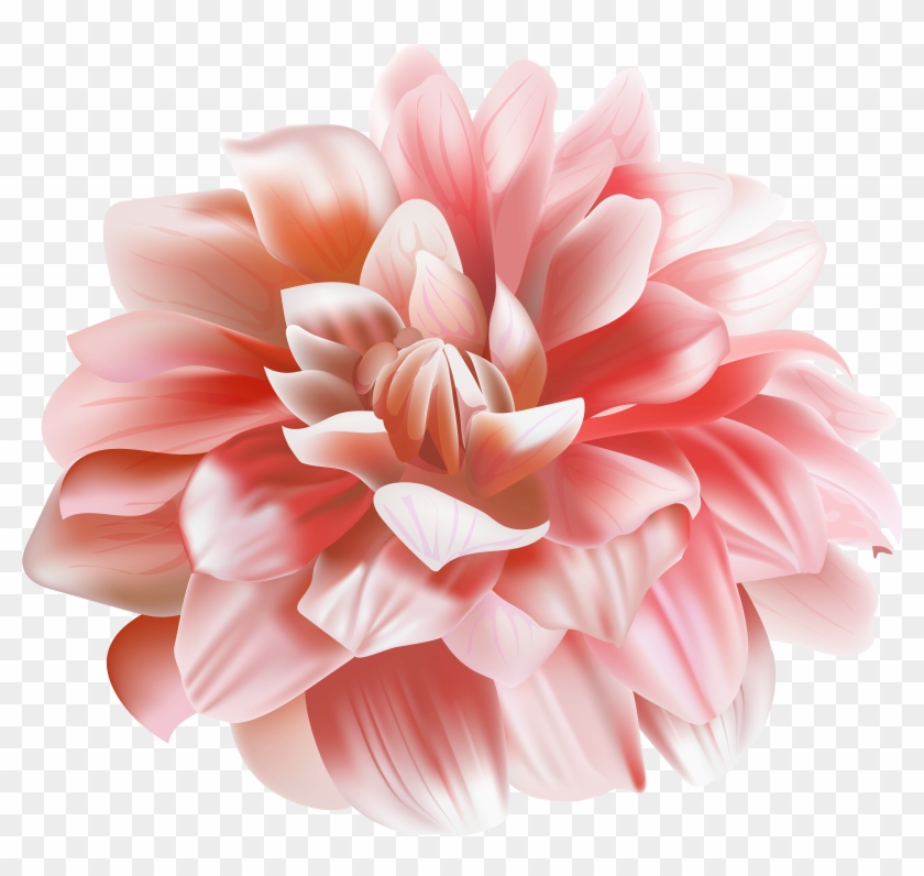 Chrysanthemum Flower Transparent Image Dahlia Hd Png Download 5000x4501 3056008 Pngfind