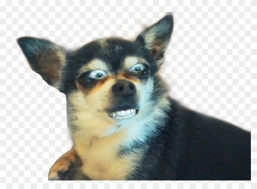 Marbles The Dog