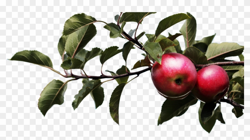 Apple Nature Tree Agriculture Blade Plant Lc 13 1 9 Hd Png Download 960x496 3088796 Pngfind