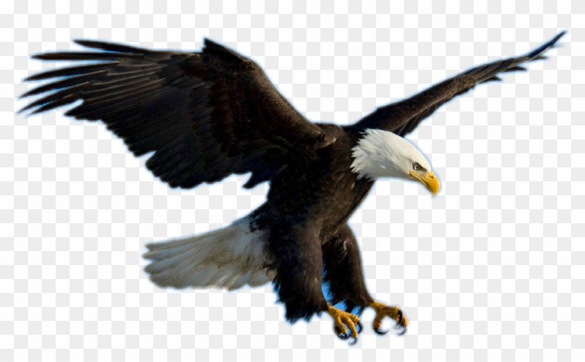 Aguila Sticker - Eagles Flying Png, Transparent Png - 1024x585(#3121039