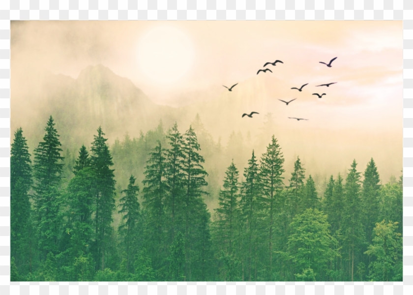 background #scenery #trees #forest #sky #birds #overlay - Tree, HD Png  Download - 1024x1024(#3156163) - PngFind