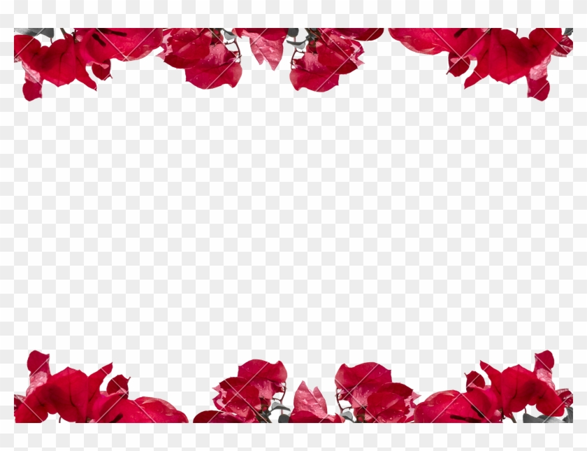 Floral Borders - Transparent Background Floral Border, HD Png Download -  800x565(#3156349) - PngFind