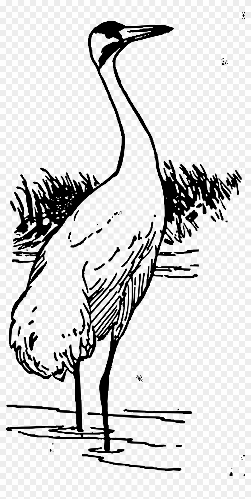 This Free Icons Png Design Of Whooping Crane - Outline Of Black Necked ...