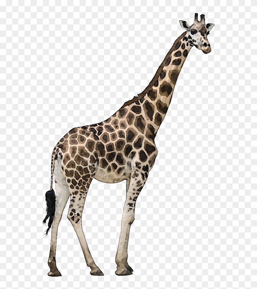 Wild Animals Png - Giraffe Png, Transparent Png - 570x900(#320506) - PngFind Wild Animals Png - Giraffe Png, Transparent Png - 570x900(#320506) - PngFind