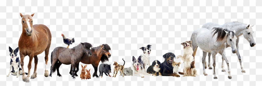 Animals Group Png - Farm Animals And Pets, Transparent Png -  1170x323(#320641) - PngFind