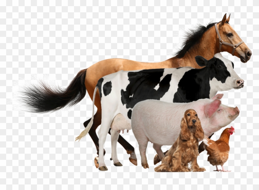 Introduction - Wild Animals Domestic Animals, HD Png Download - 837x537(#321248) - PngFind Introduction - Wild Animals Domestic Animals, HD Png Download - 837x537(#321248) - PngFind