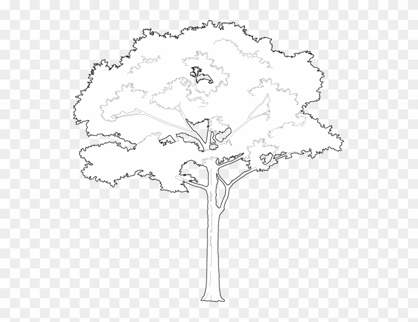 Free Tree Vectors White Tree Vector Png Transparent Png 545x568 Pngfind