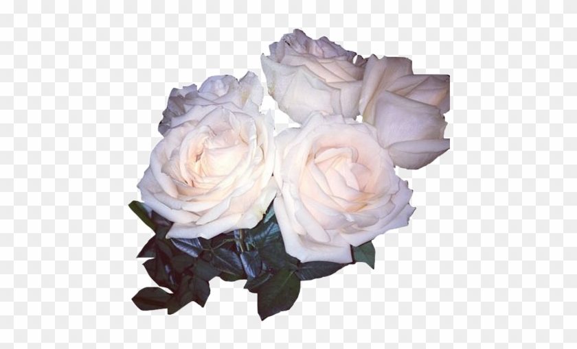 White Aesthetic Flowers Png - White Roses Tumblr Png, Transparent Png ...