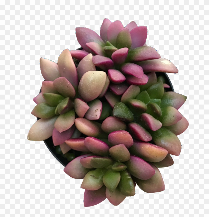 Succulent Plant , Png Download - Pachyphytum, Transparent Png -  680x792(#3255325) - PngFind