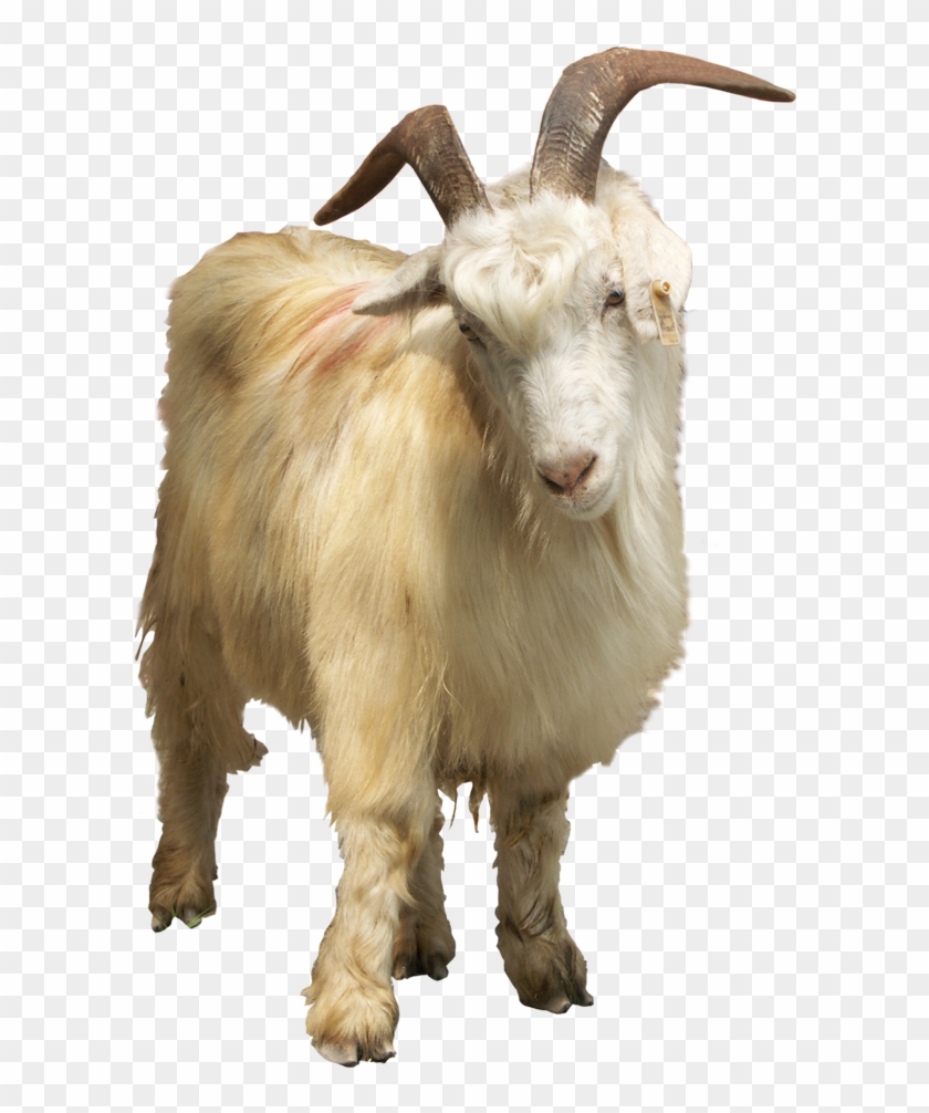 Goat Horn Png - Goat, Transparent Png - 1000x1000(#3259868) - PngFind