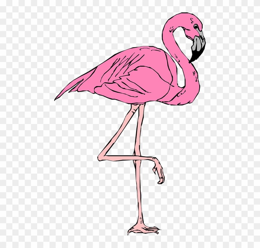 Desenho Flamingo Png Roblox T Shirt Flamingo Transparent Png 490x720 3261098 Pngfind - flamingo roblox logo