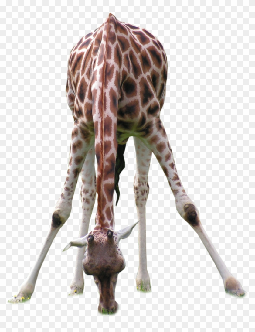 Giraffe Sticker - Giraffe Drinking Png, Transparent Png -  1865x1490(#3261799) - PngFind