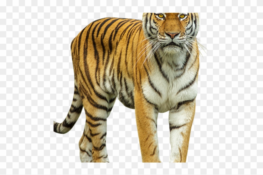 Tiger Png Transparent Images Tiger Png Download 640x480
