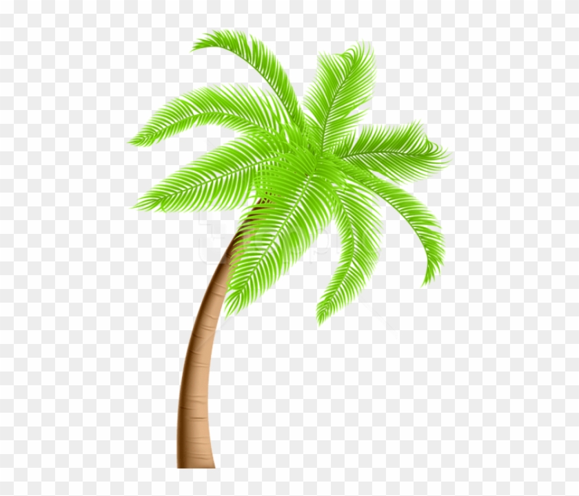 palm trees clipart