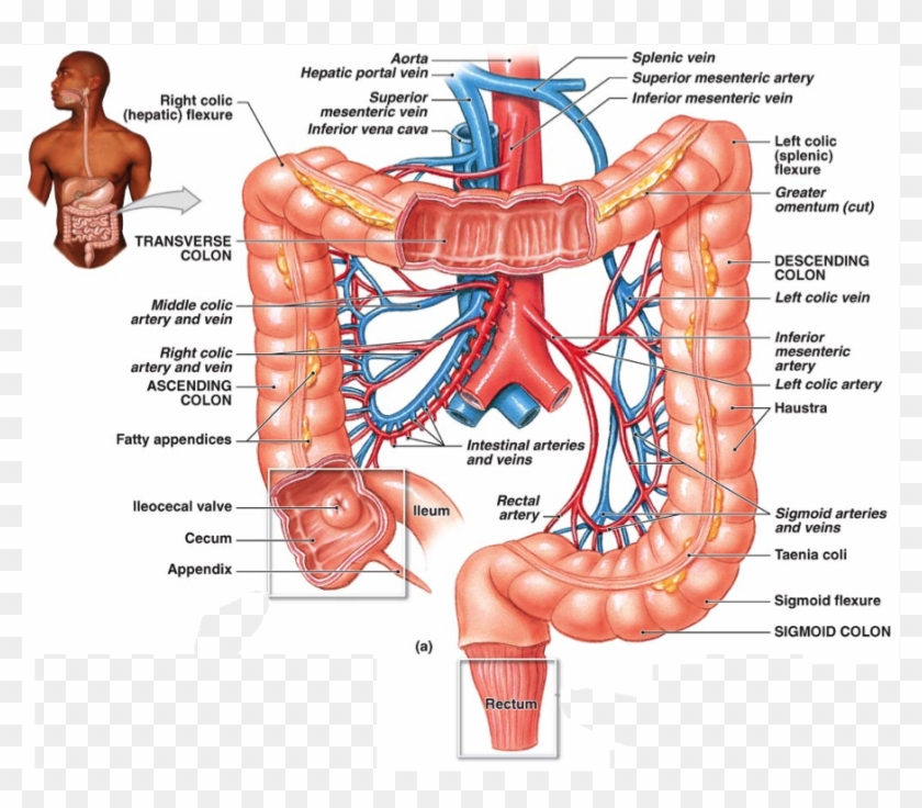 Large Intestine Blood Vessels Png Download Blood Supply Of Descending Colon Transparent Png 896x743 3285813 Pngfind