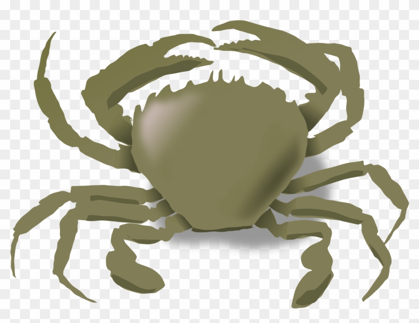 The Crab Big Image Png - Animals Live In The Water, Transparent Png -  2400x1800(#3296552) - PngFind