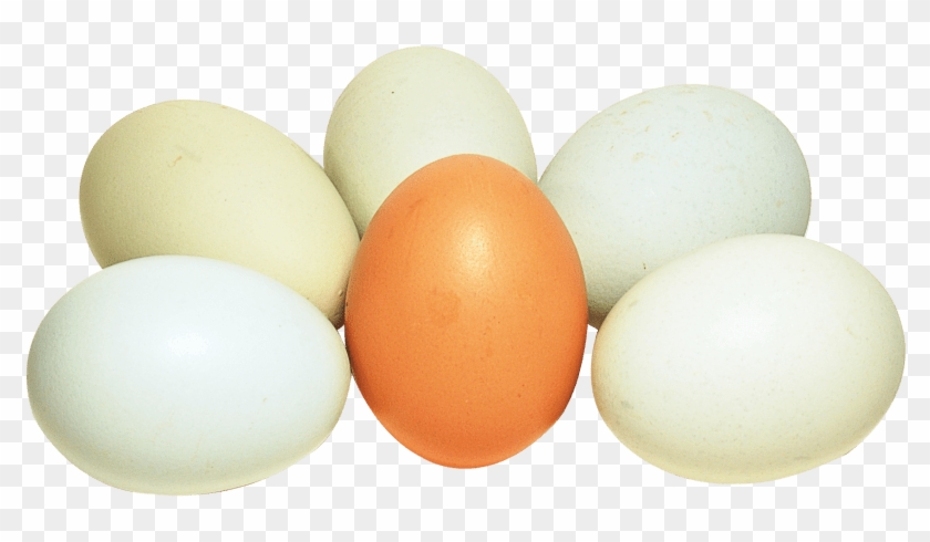 Egg PNG Image - PurePNG  Free transparent CC0 PNG Image Library