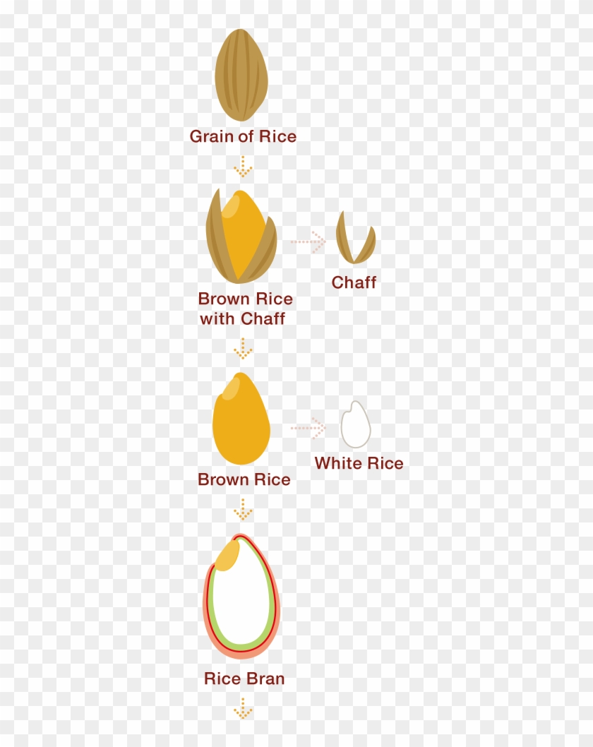 Rice Bran Vector Rice Bran, A Superfood Packed With 80% Of The Nutrients - Graphic ...
