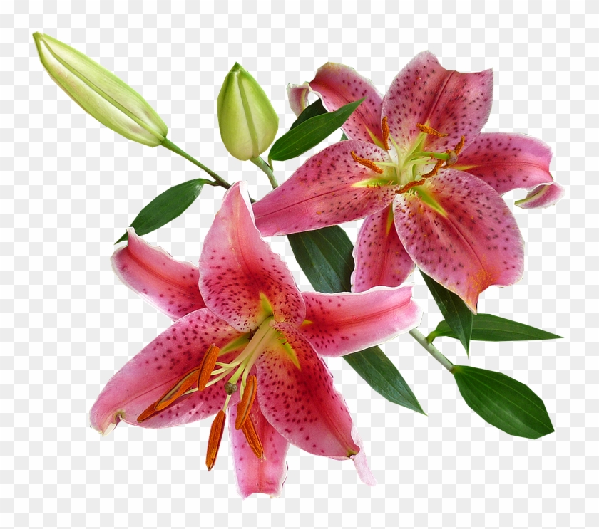 Collection Of Stargazer Cliparts Buy Any Image - Imagenes De Flores Vectoriales Con Fondo Transparente, HD Png Download - 755x663(#3316963) - PngFind Collection Of Stargazer Cliparts Buy Any Image - Imagenes De Flores Vectoriales Con Fondo Transparente, HD Png Download - 755x663(#3316963) - PngFind
