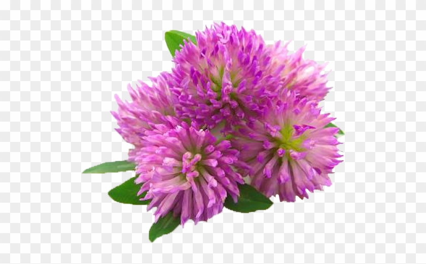 Previous Next Clover Flower Extract Hd Png Download 600x600 Pngfind Previous Next Clover Flower Extract Hd Png Download 600x600 Pngfind