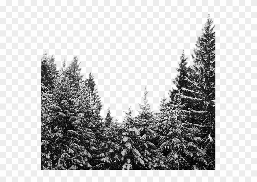 #scforest #forest #snow #snowy #snowytrees - Black And White Mountain ...
