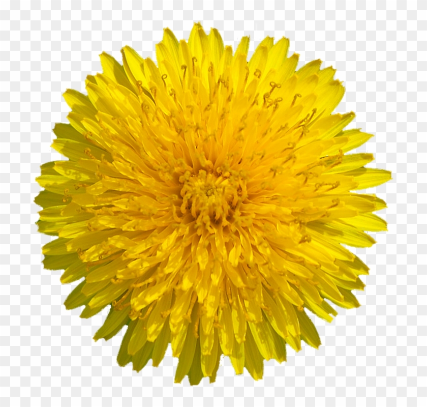 Yellow Dandelion Png Transparent Image Dandelion Flower Png Png Download 709x720 3368839 Pngfind