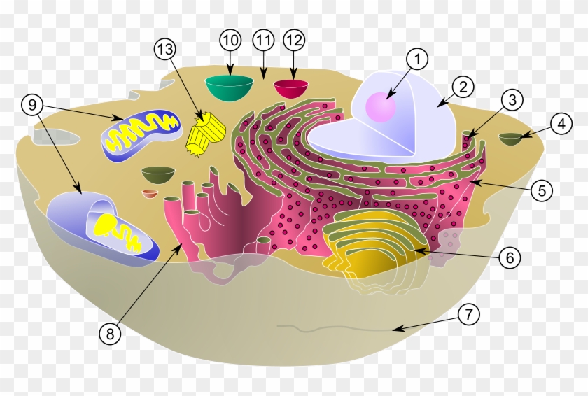 Typical Animal Cell Have - Https Encrypted Tbn0 Gstatic Com Images Q Tbn And9gcqe1qr1nktawgxpzgomvco7vvgt Hrvs2ql4bixu Xx7nyn9vb0 Usqp Cau - Maybe you would like to learn more about one of these?