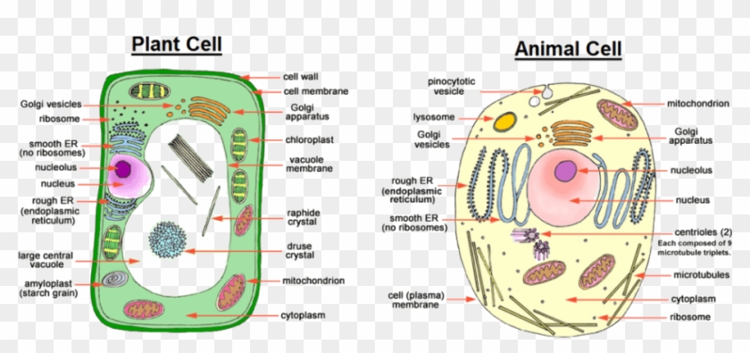 Image Showing Difference Between Animal Cell And Plant - Animal And Plant  Cell Easy Drawing, HD Png Download - 957x405(#3382652) - PngFind