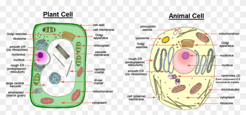 How To Draw A Simple Animal Cell - The Learning Zone The Living Animal