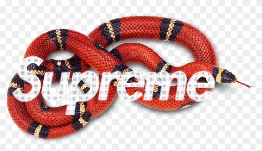 gucci snake red