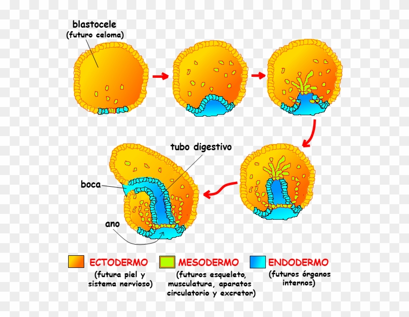 Embrion - Desarrollo Embrionario De La Estrella De Mar, HD Png Download -  611x582(#3412118) - PngFind
